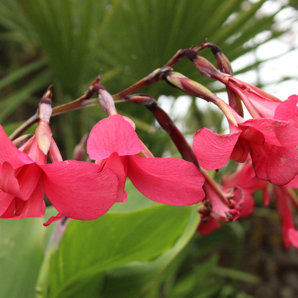 Canna Iridiflora Red Image