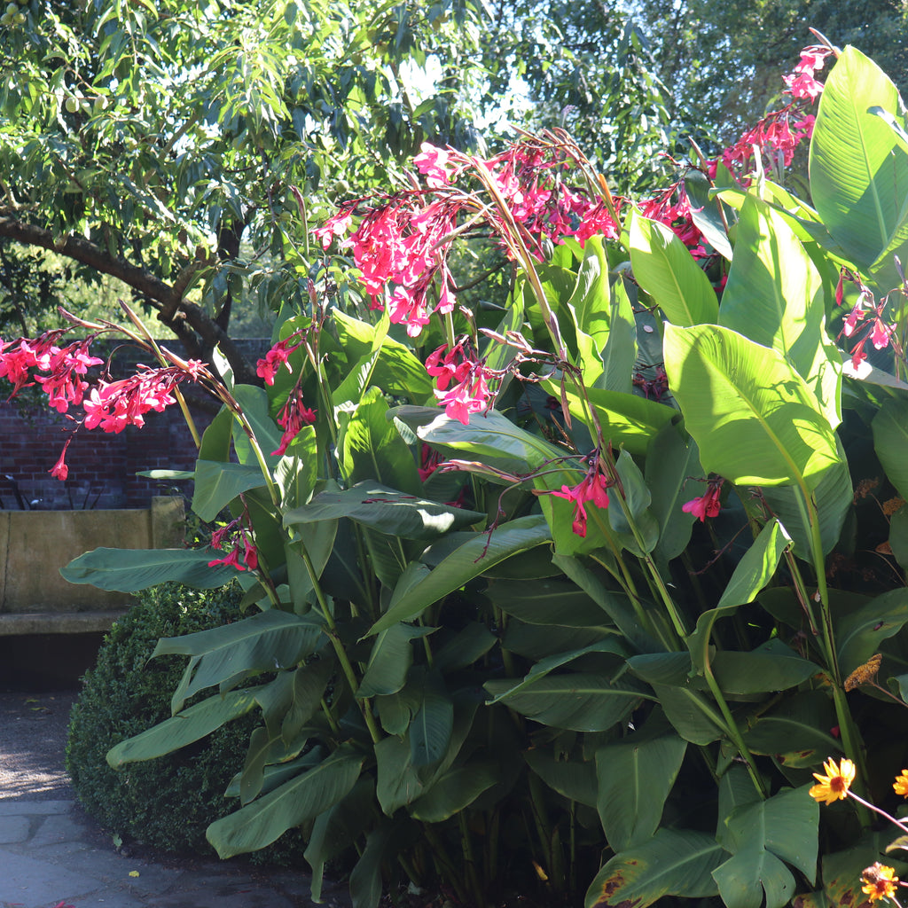 Canna Iridiflora Red Image