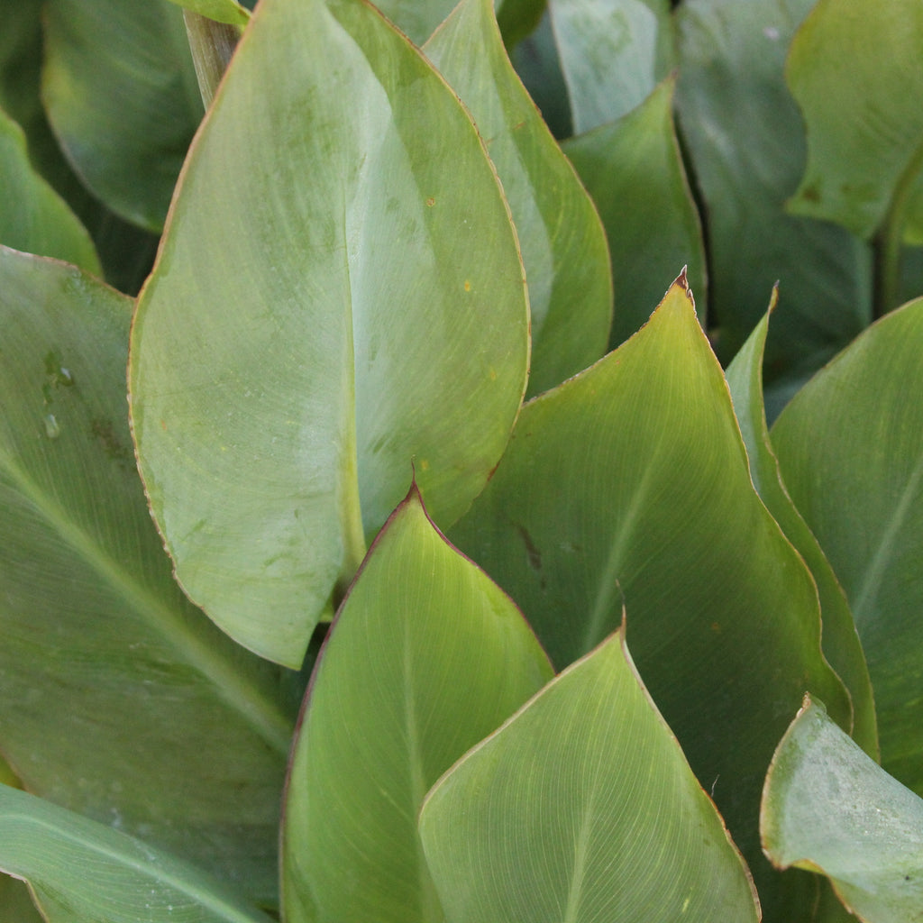 Canna Marie Nagel Image