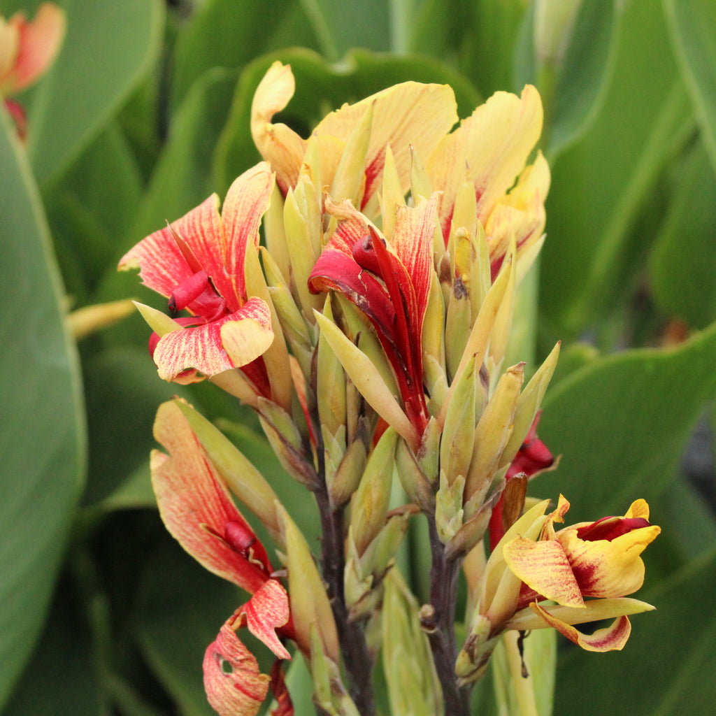 Canna Razzle Dazzle Image