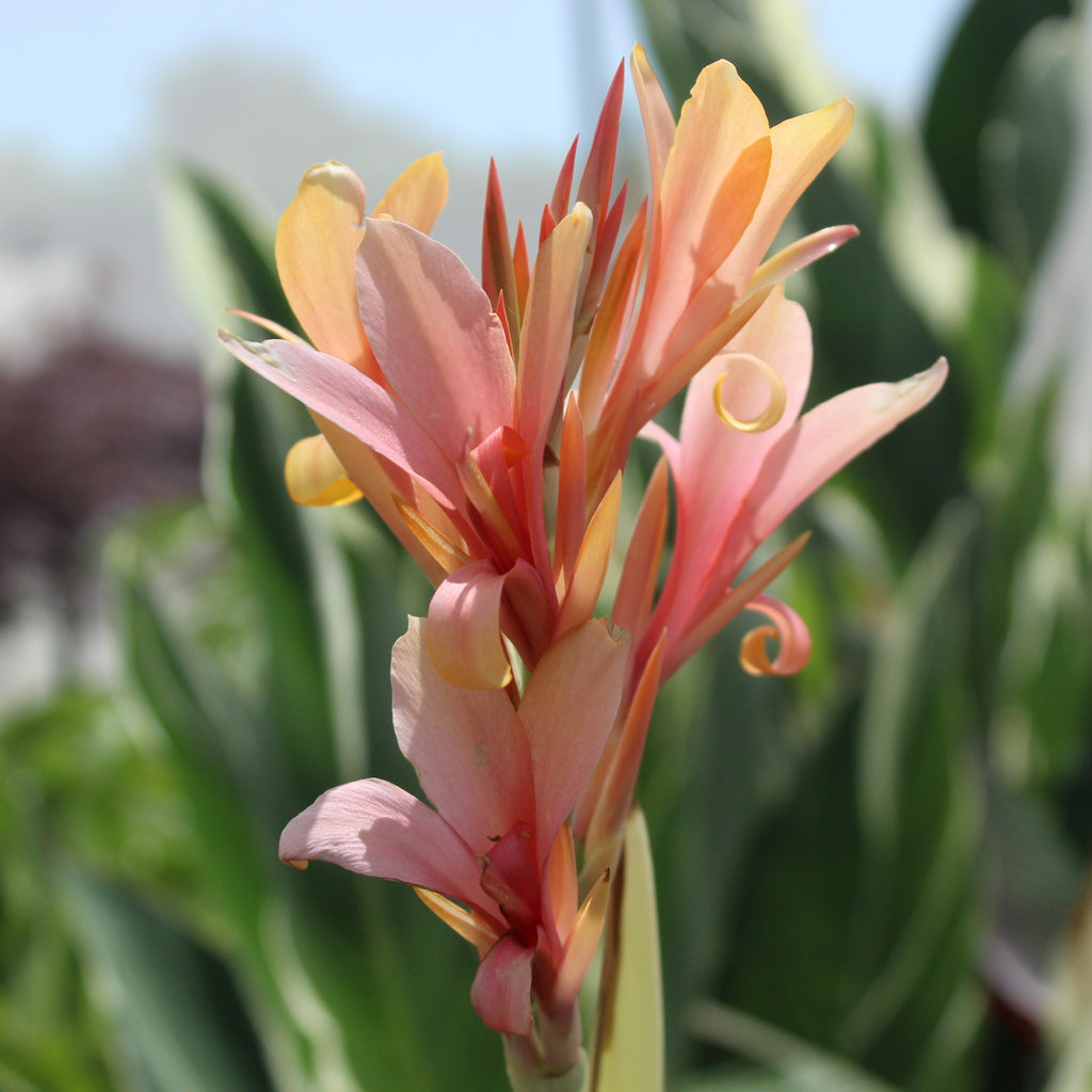 Canna Stuttgart Image