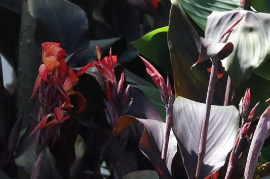 Canna Tropicana Black