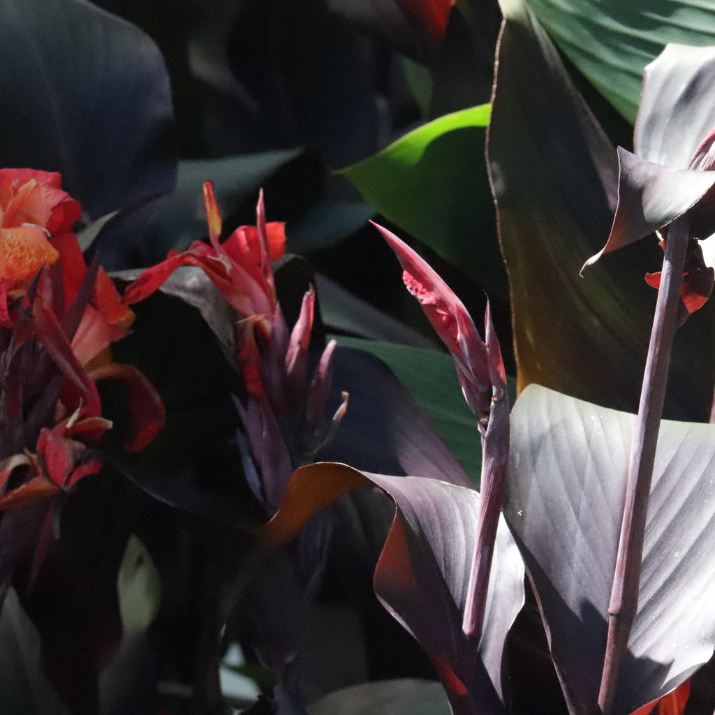 Canna Tropicana Black Image