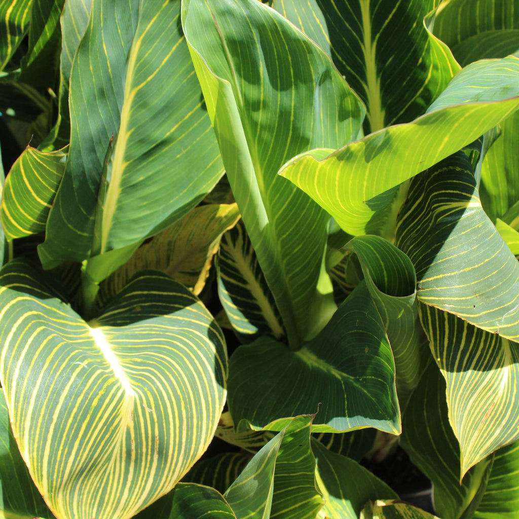 Canna Tropicana Gold Image