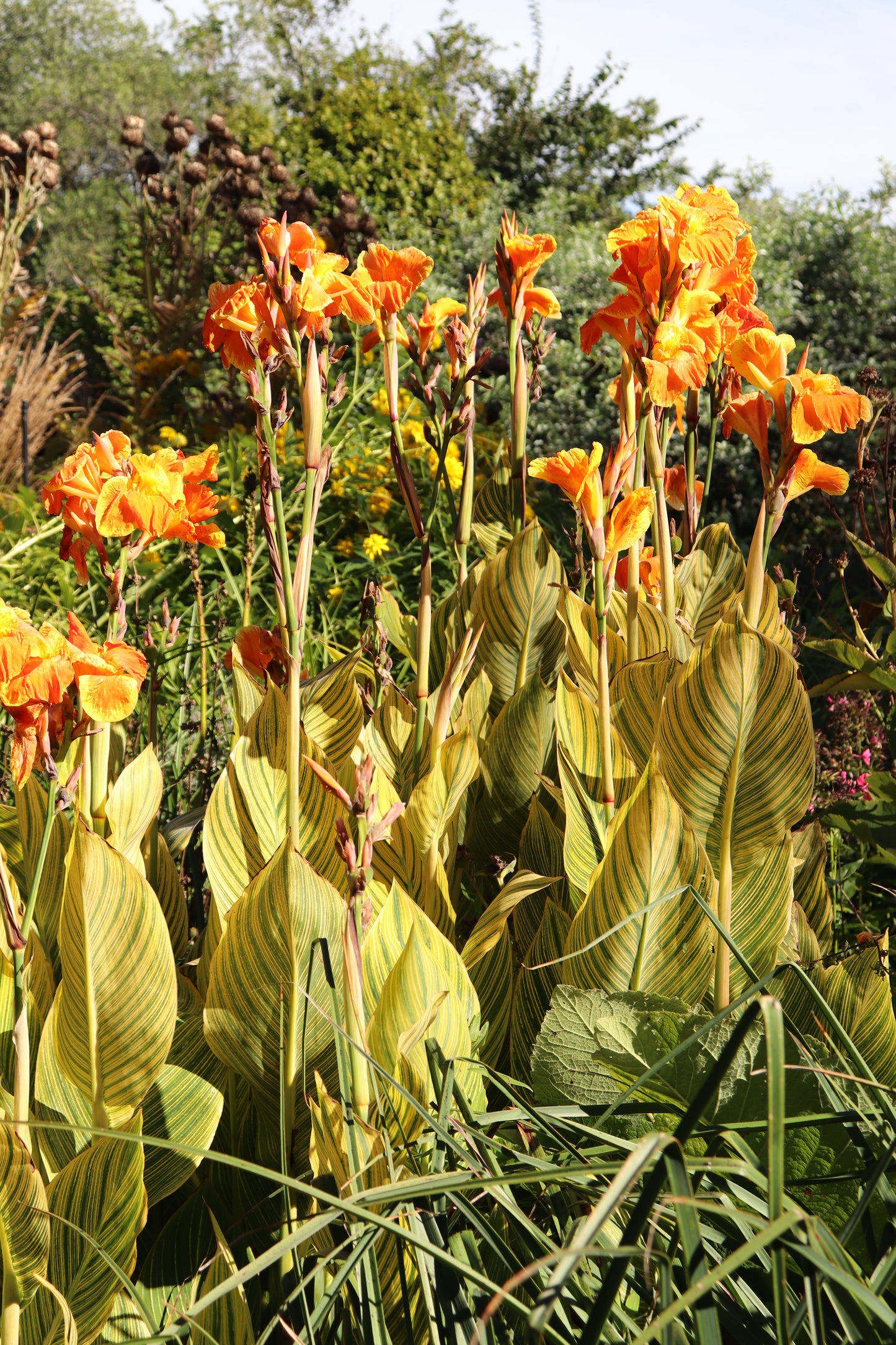 Canna Tropicana Gold 4