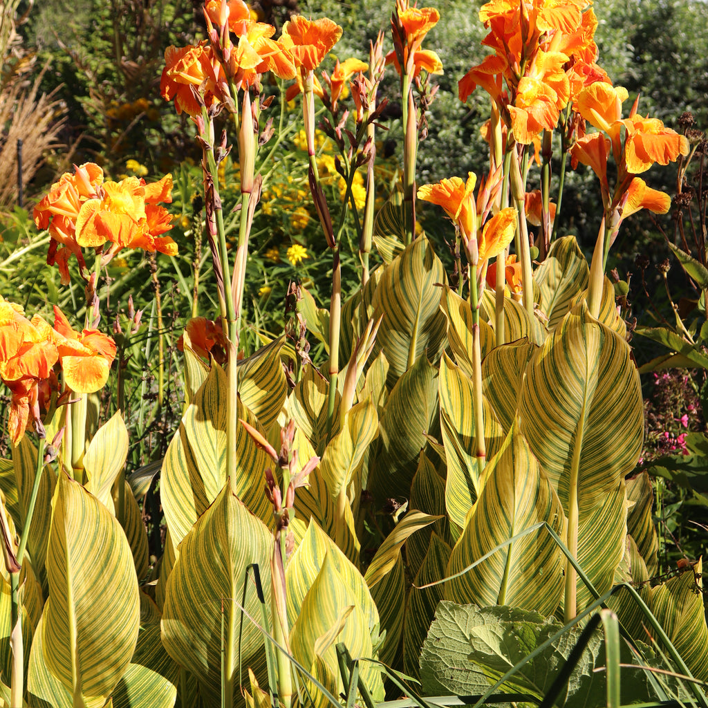 Canna Tropicana Gold Image