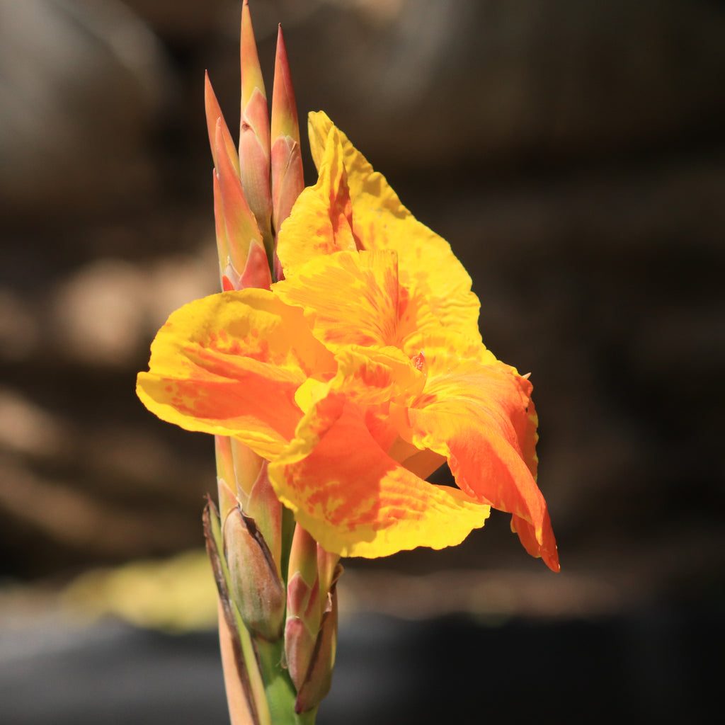 Canna Tropicana Gold Image