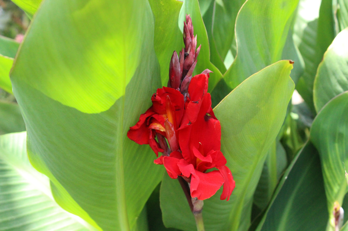 Canna William Berry