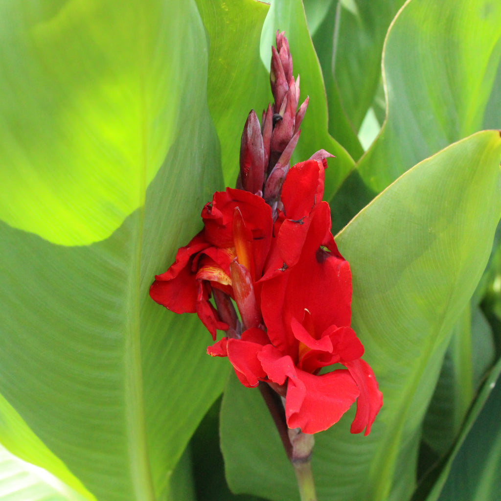 Canna William Berry Image