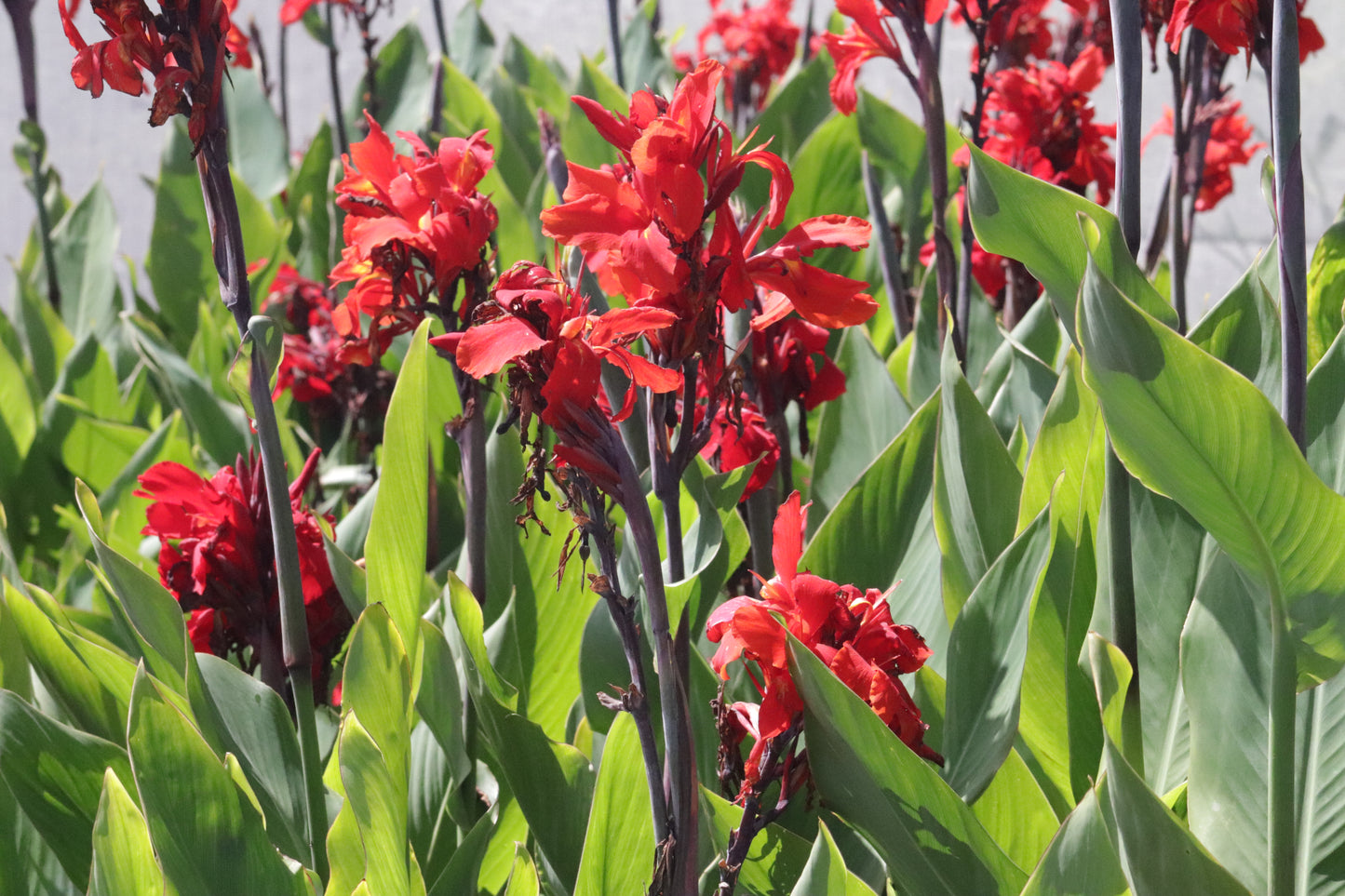 Canna William Berry 2