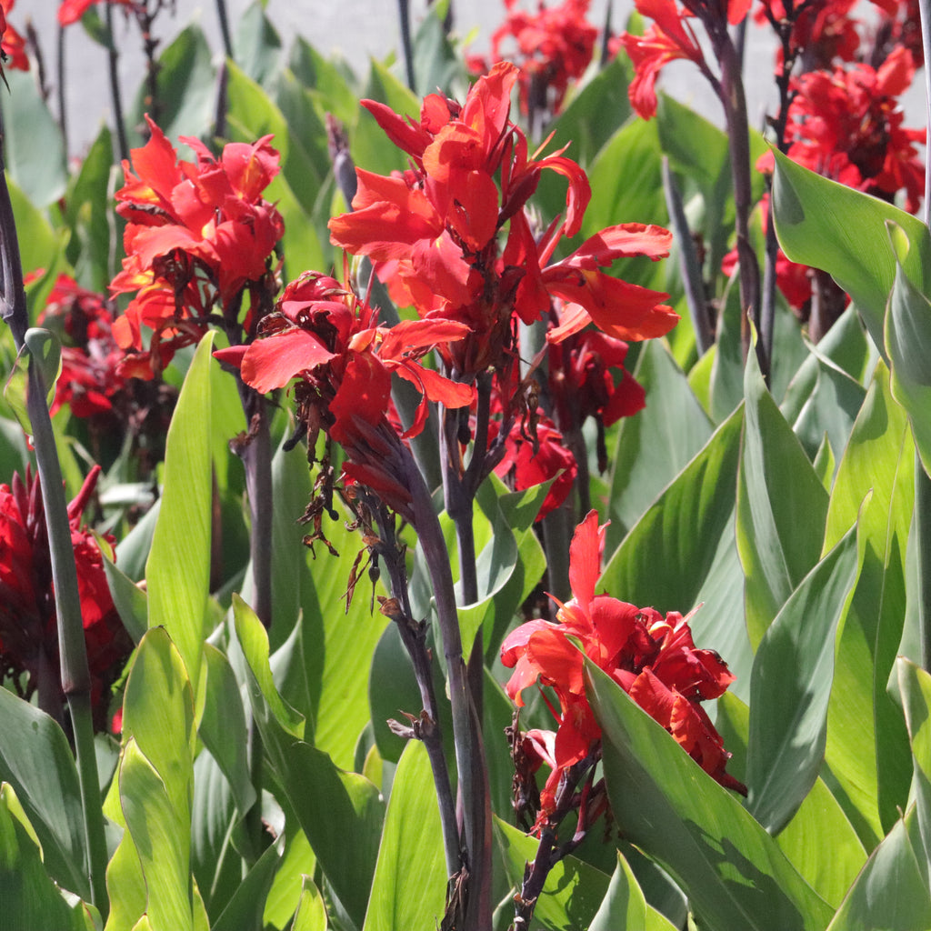 Canna William Berry Image