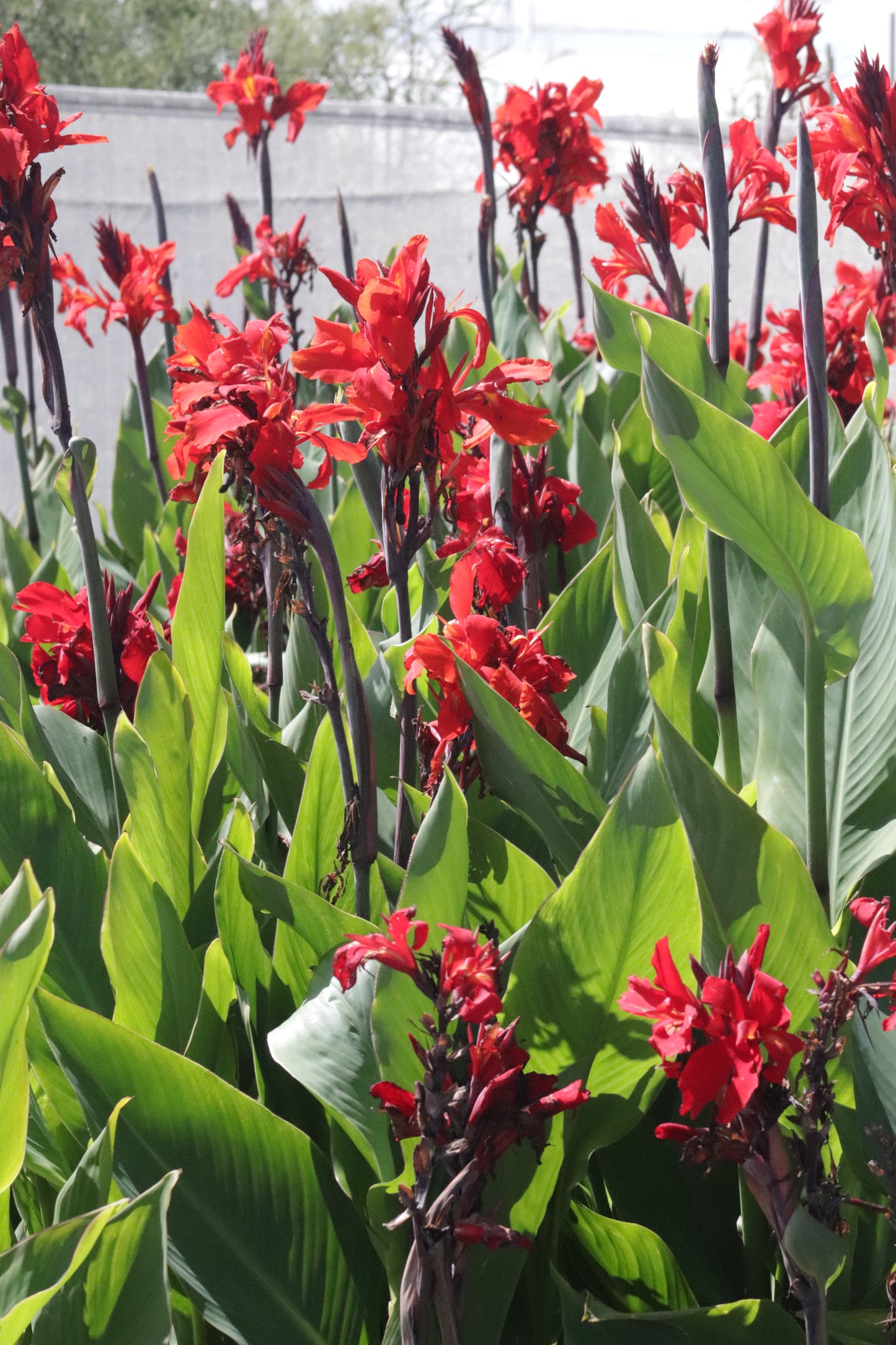 Canna William Berry 3