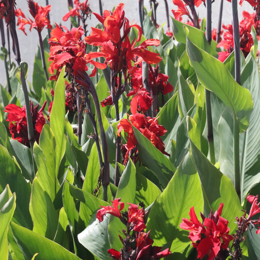 Canna William Berry Image