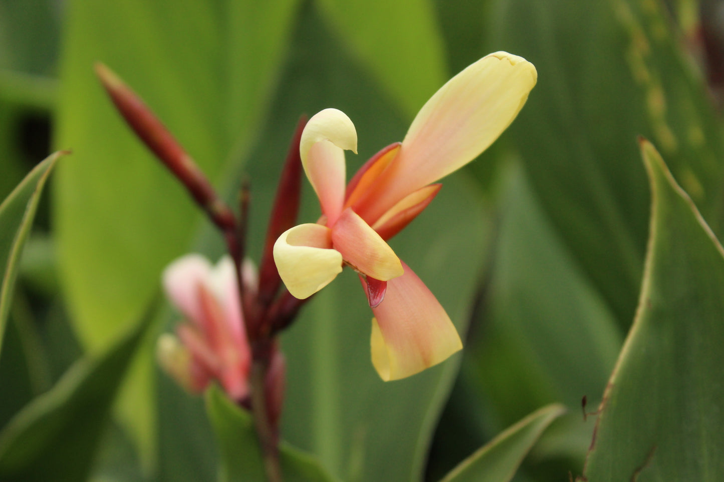 Canna glauca Panache