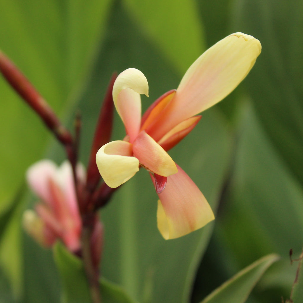 Canna glauca Panache Image