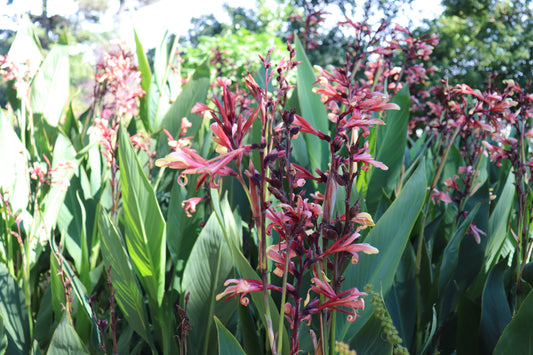 Canna glauca Panache 4