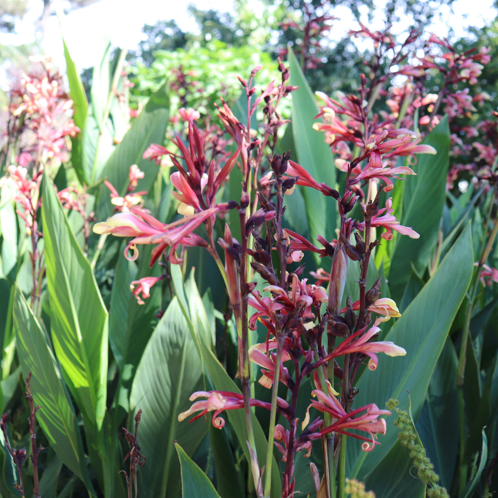 Canna glauca Panache Image