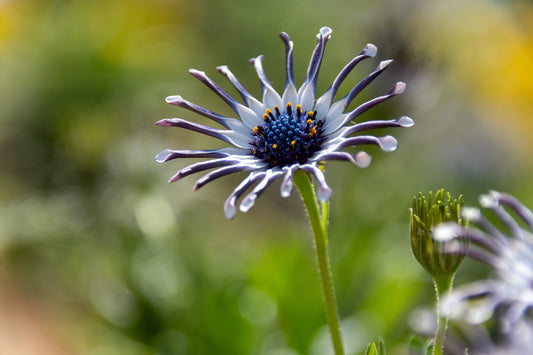 Cape Daisy Nasinga White