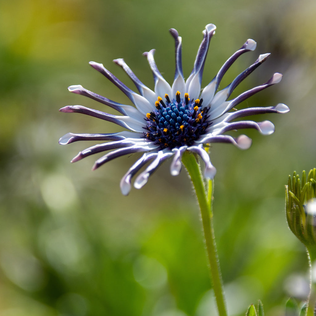 Osteospermum Nasinga White Image