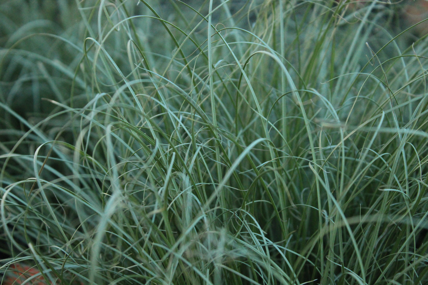 Carex comans Frosted Curls