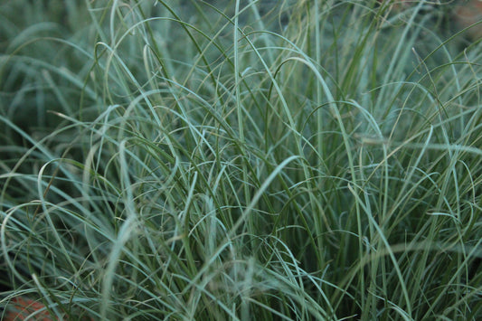 Carex comans Frosted Curls