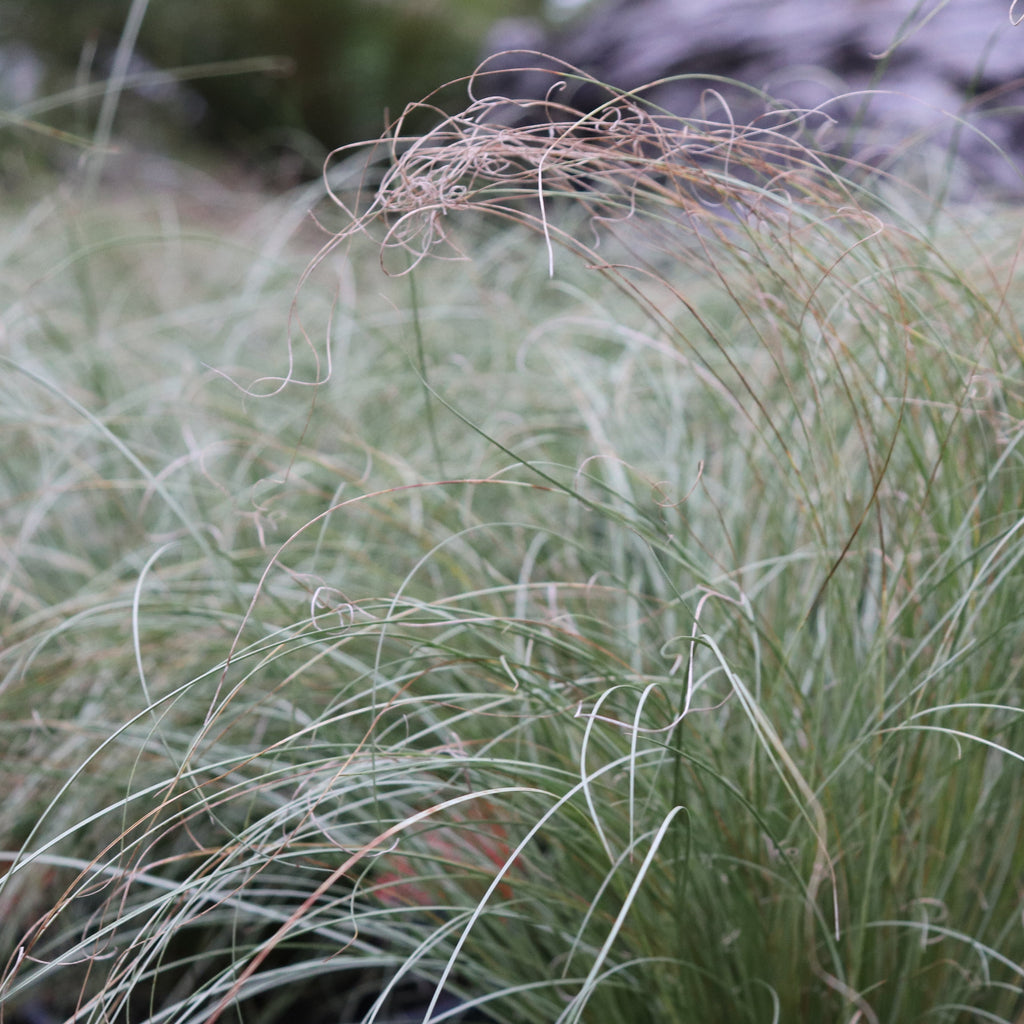 Carex comans Frosted Curls Image