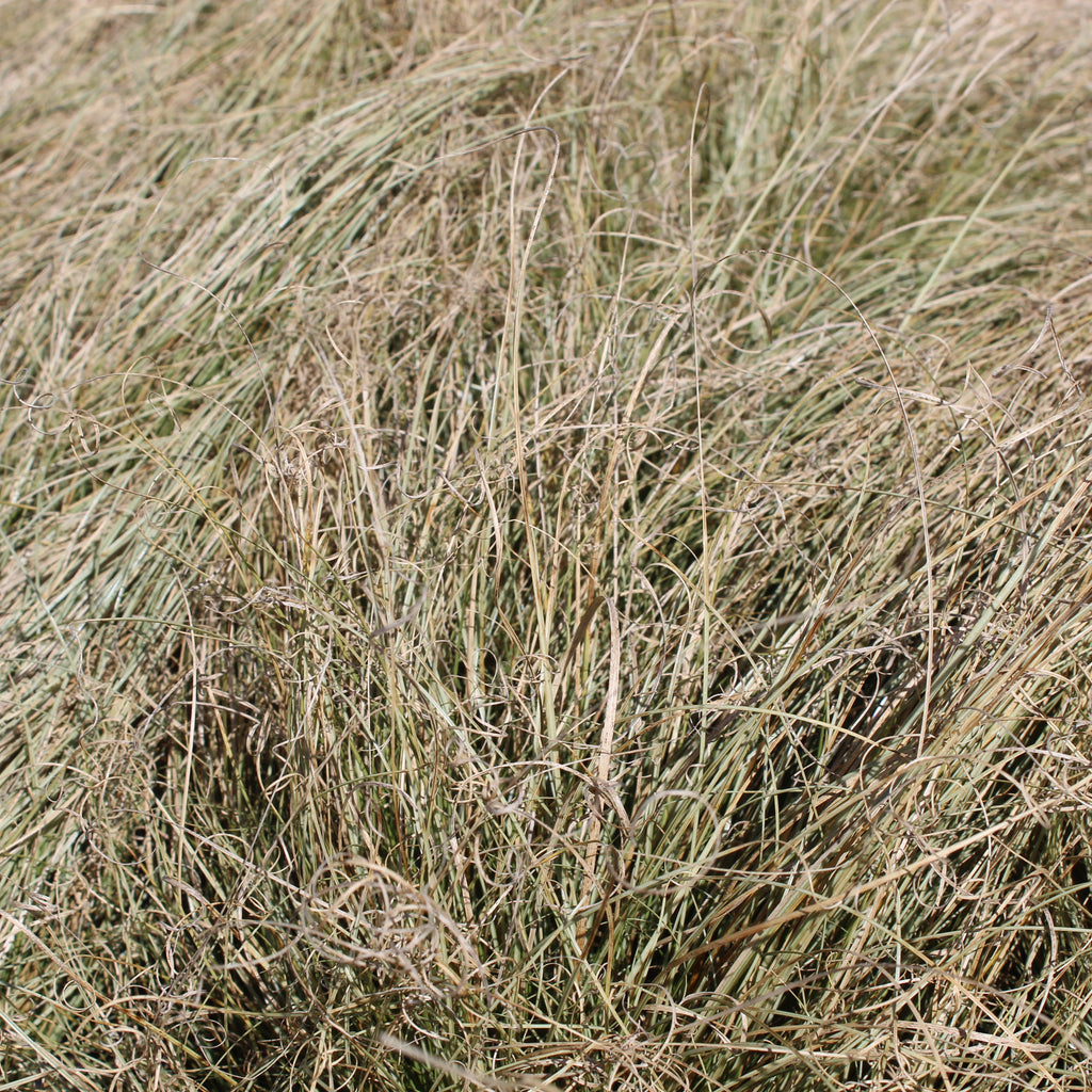 Carex comans Green Image