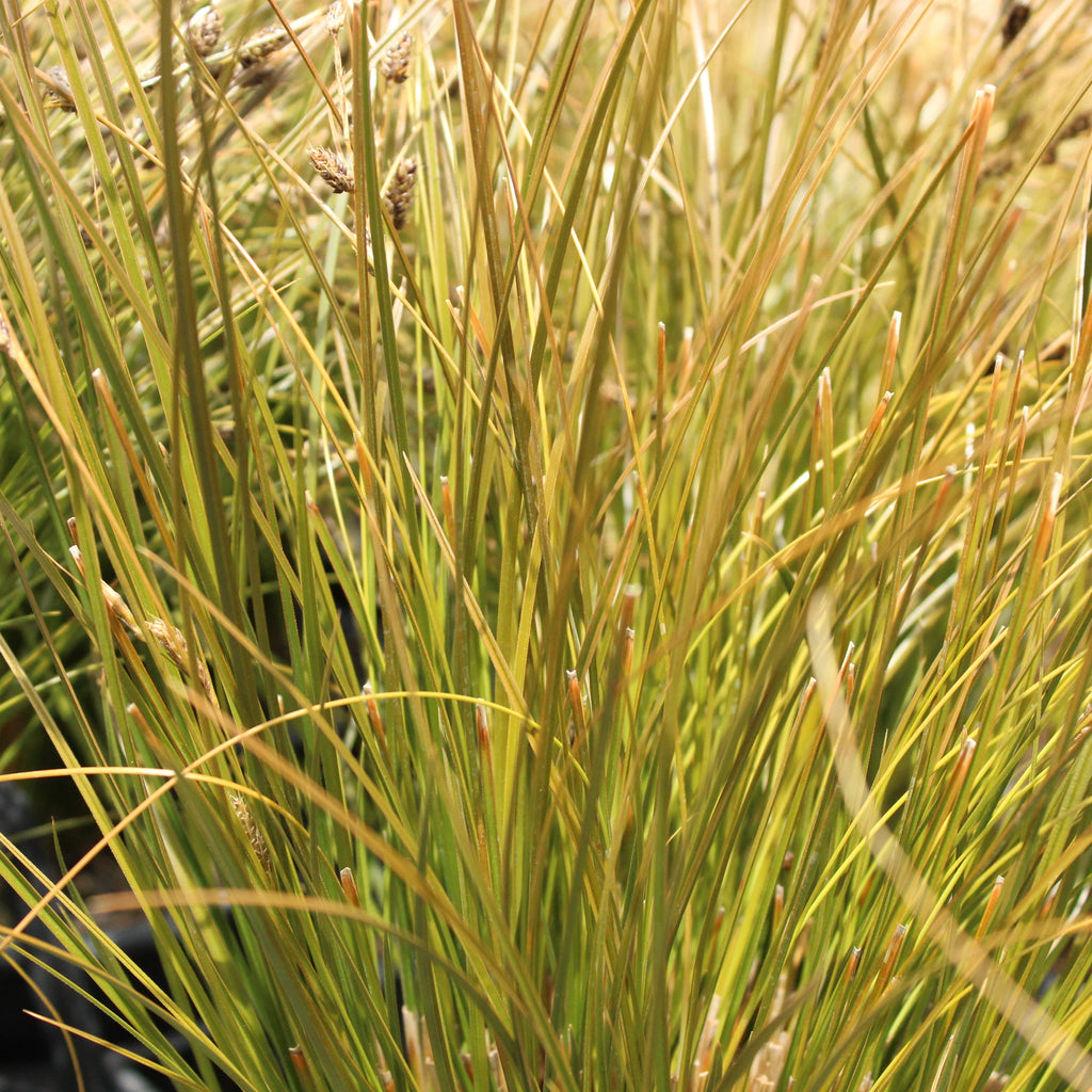 Carex testacea Image