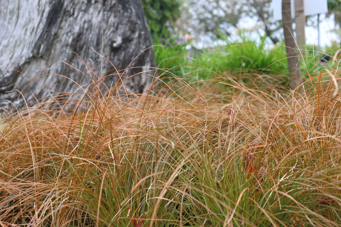 Carex testacea 2