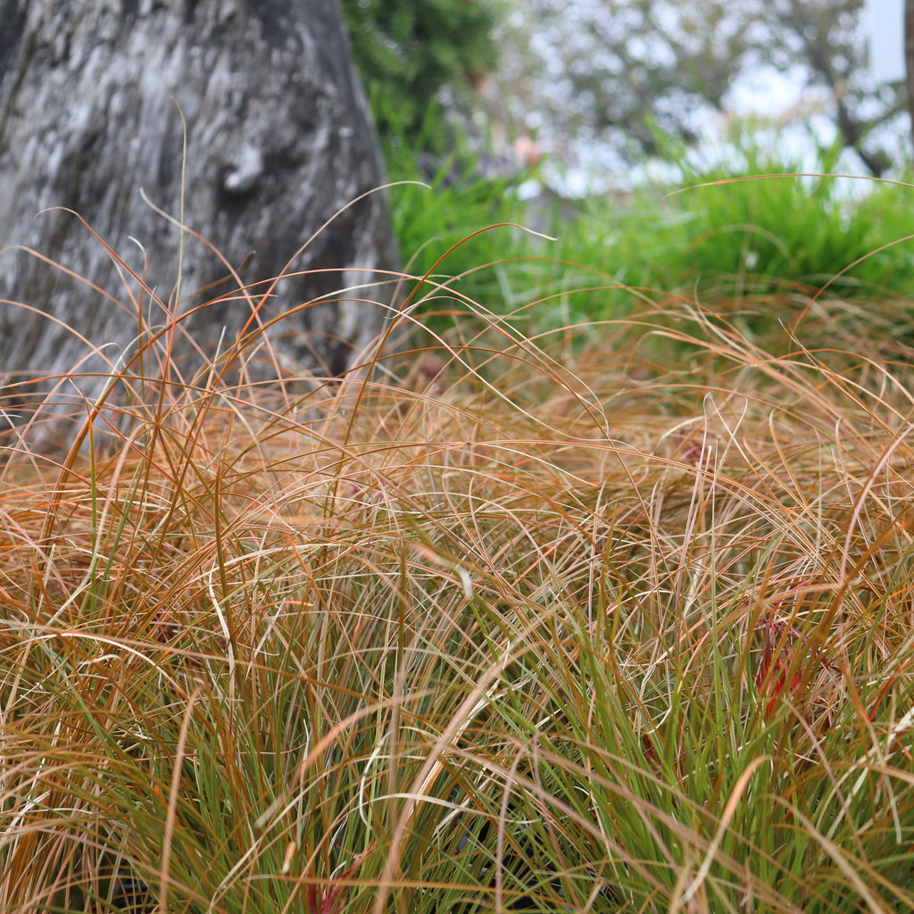 Carex testacea Image