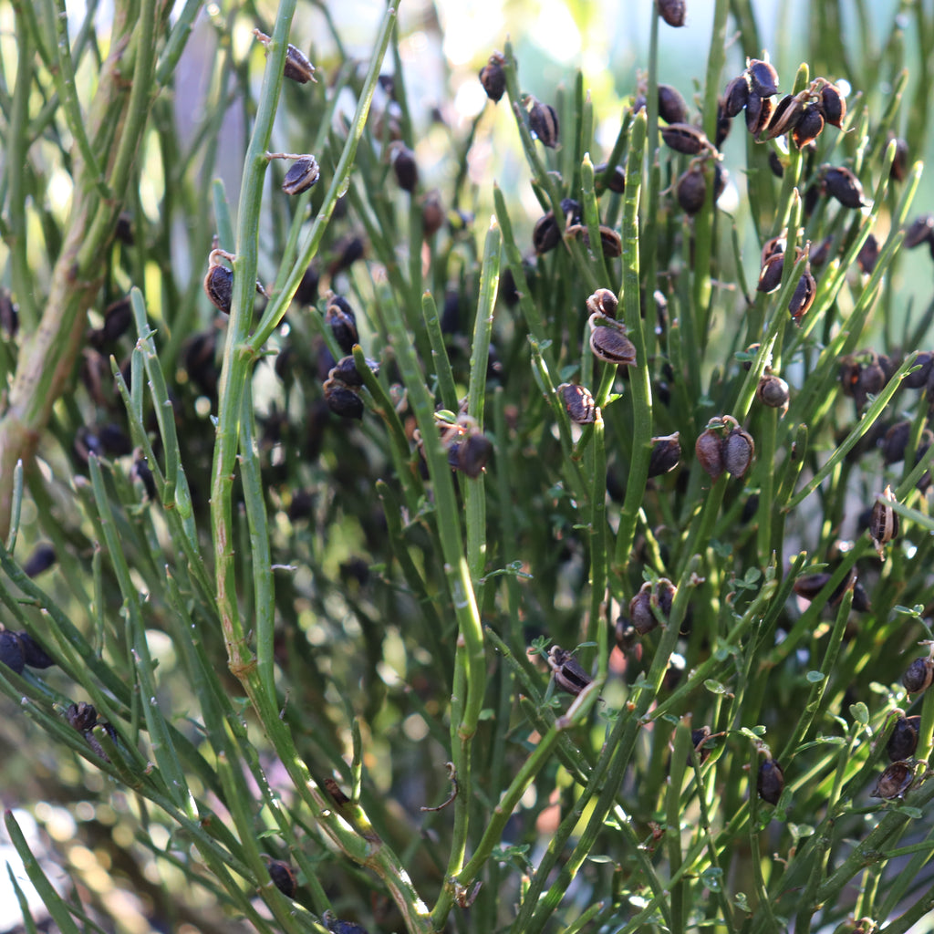 Carmichaelia corrugata Image