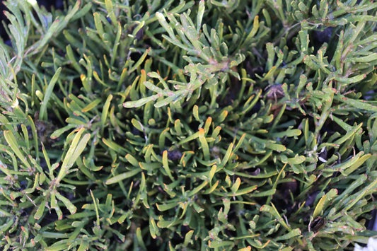 Carmichalia enysii hybrid