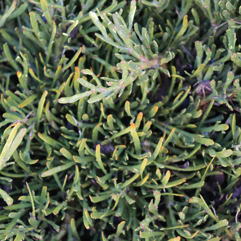 Carmichalia enysii hybrid Image