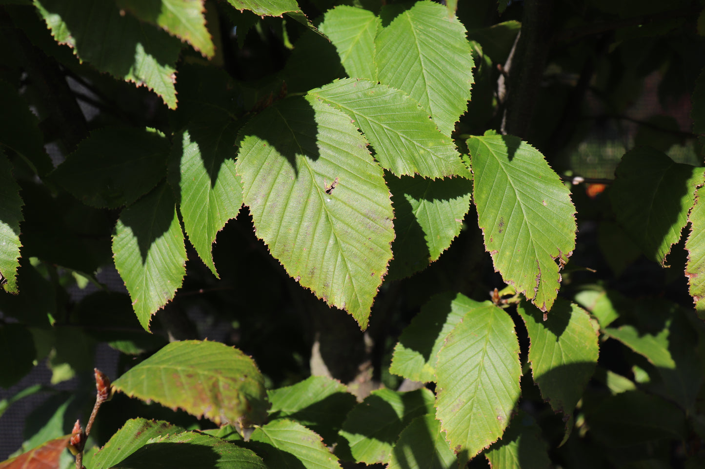 Carpinus betulis column