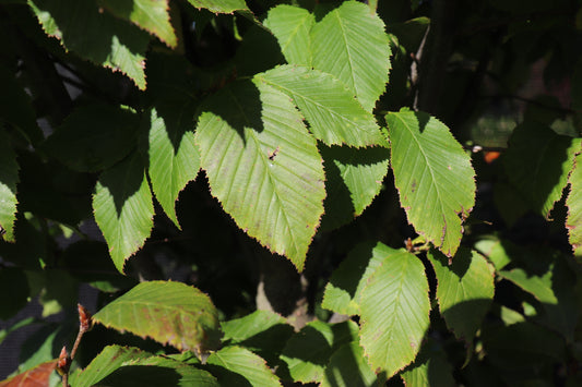 Carpinus betulis column