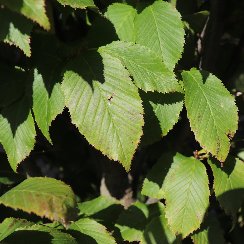 Carpinus betulis column Image