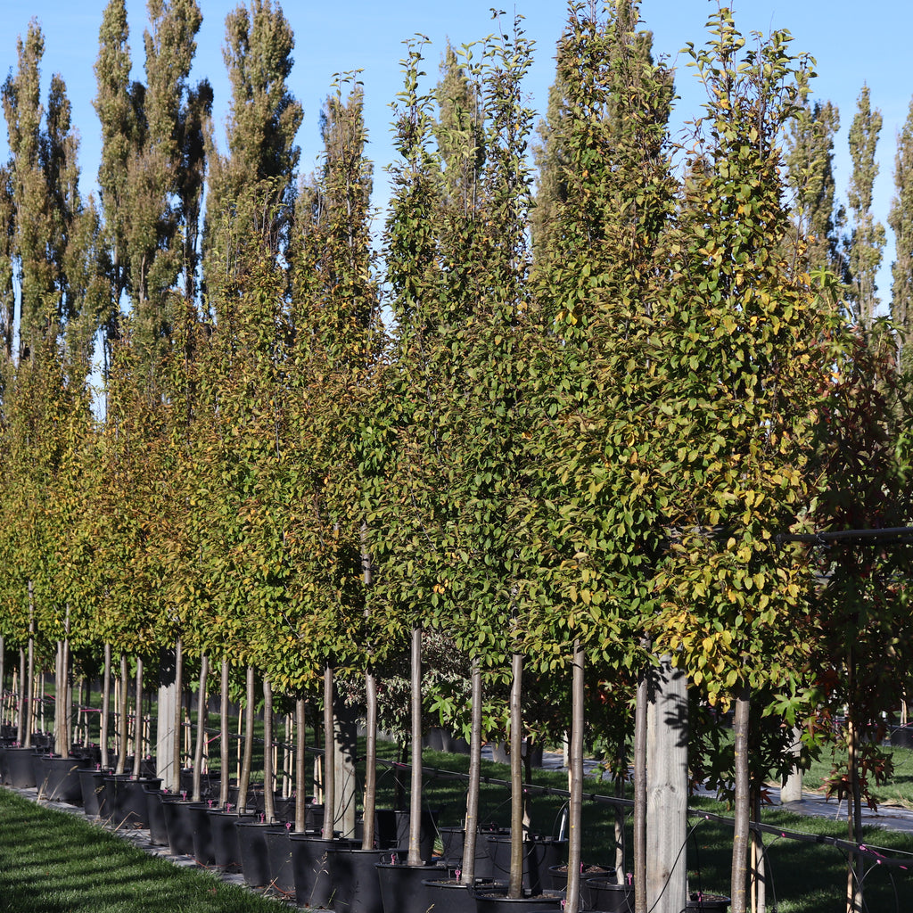 Carpinus betulus Fastigata Image