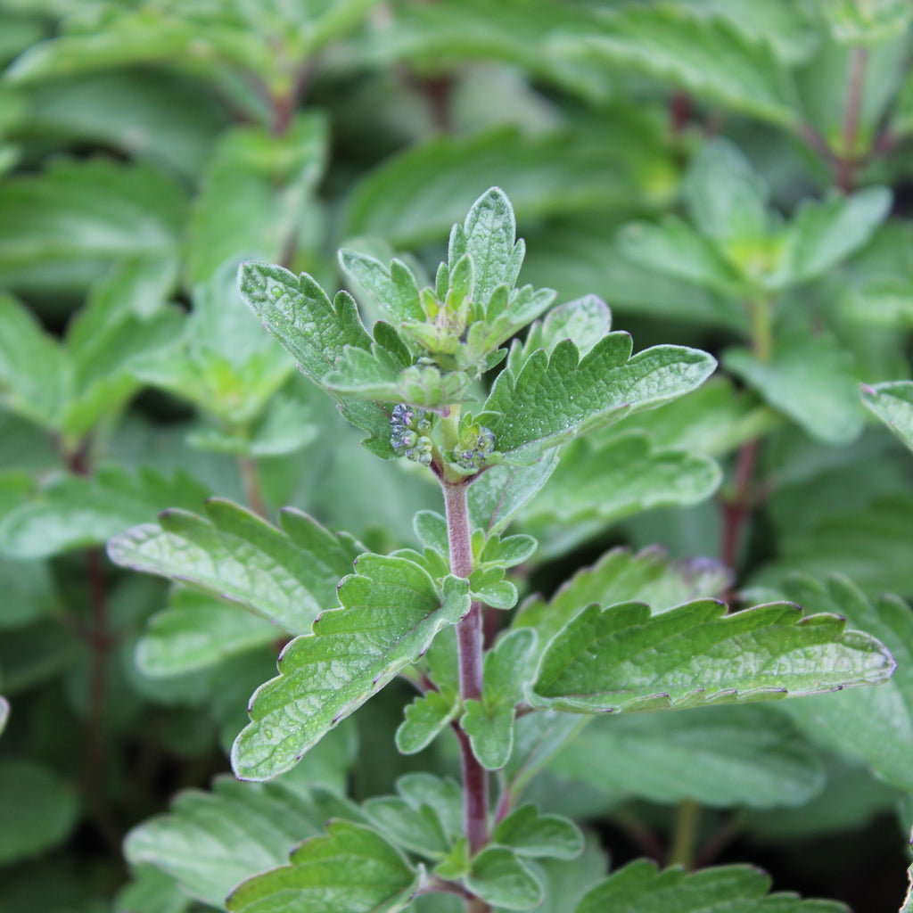Caryopteris clandoensis Image