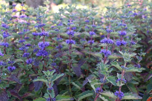 Caryopteris clandoensis 2