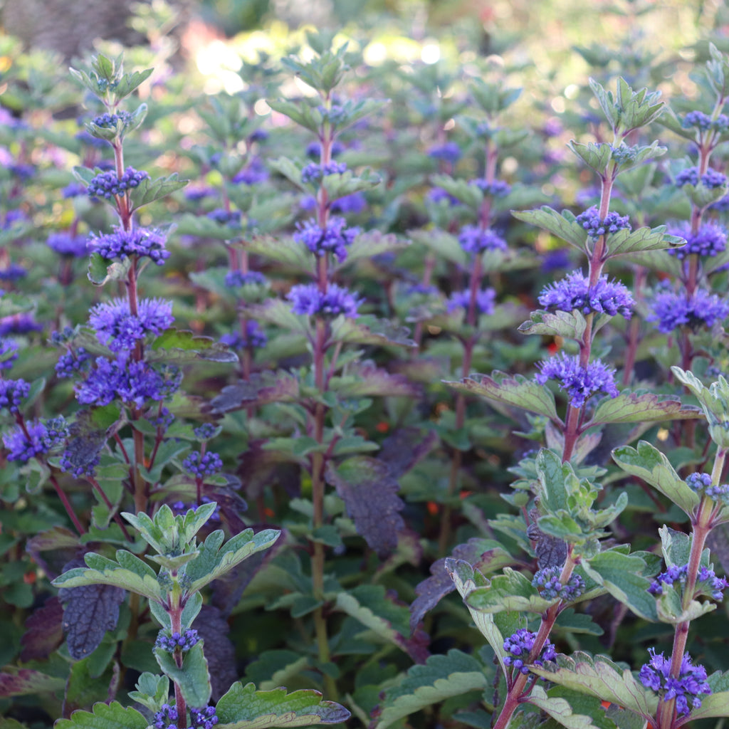 Caryopteris clandoensis Image