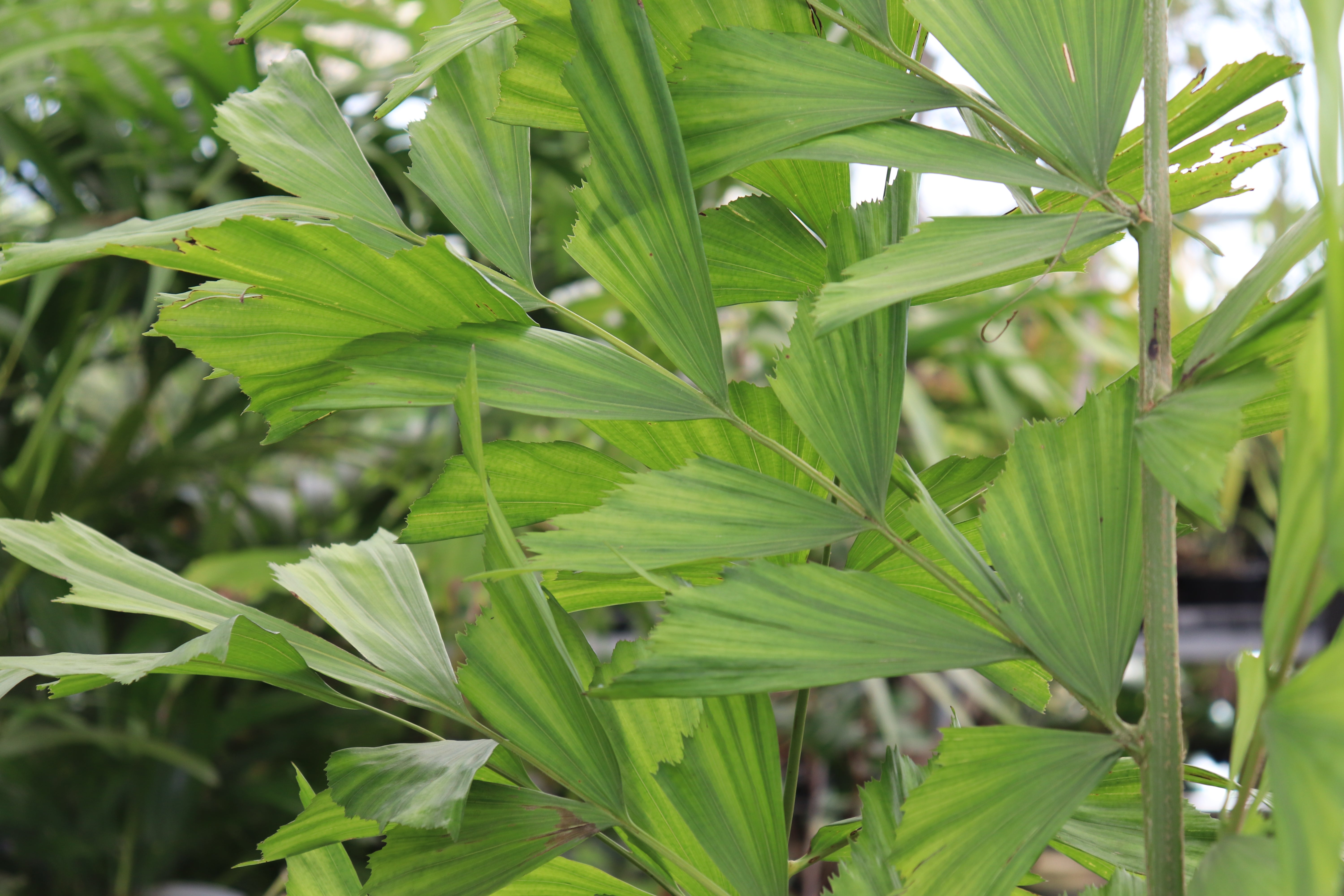 Caryota gigas - Texture Plants, Landscapes, Lush Lawns Christchurch