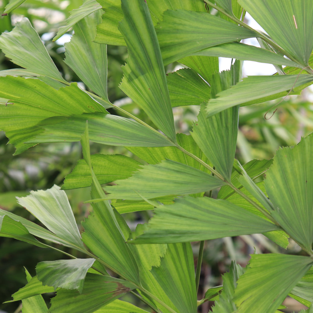 Caryota gigas Image