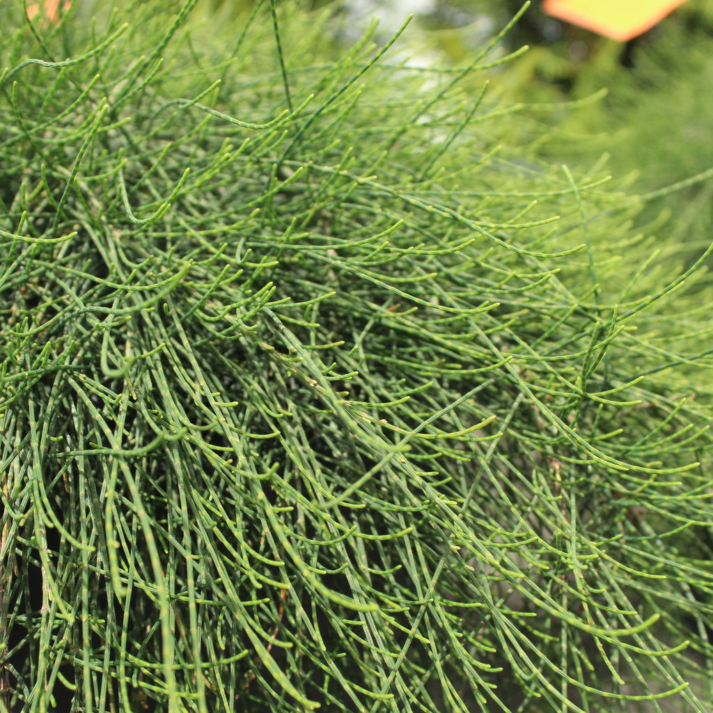 Casuarina Cousin It Image