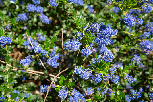 Ceanothus Blue Sapphire
