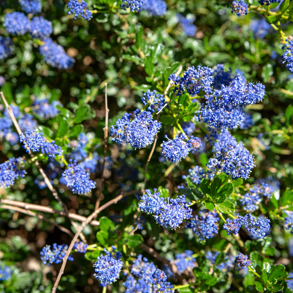 Ceanothus Blue Sapphire Image