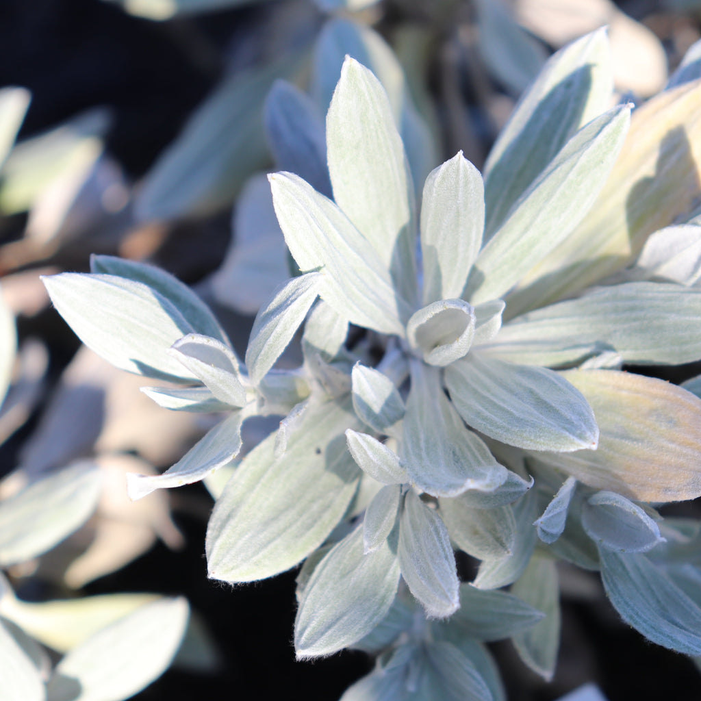 Celmisia allanii Image