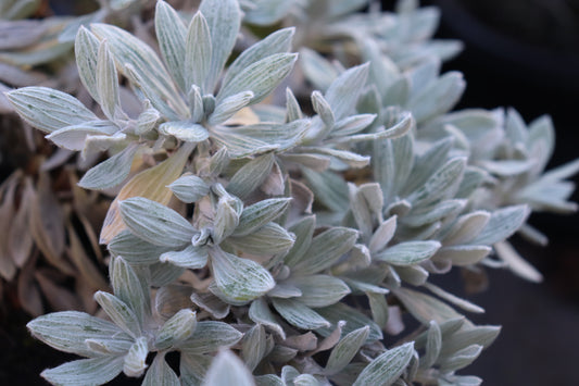Celmisia allanii 2