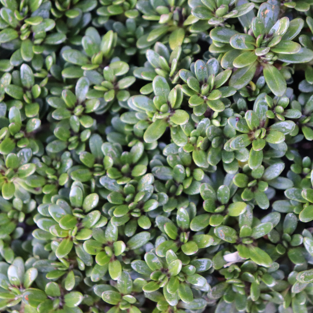 Celmisia bellidioides Image