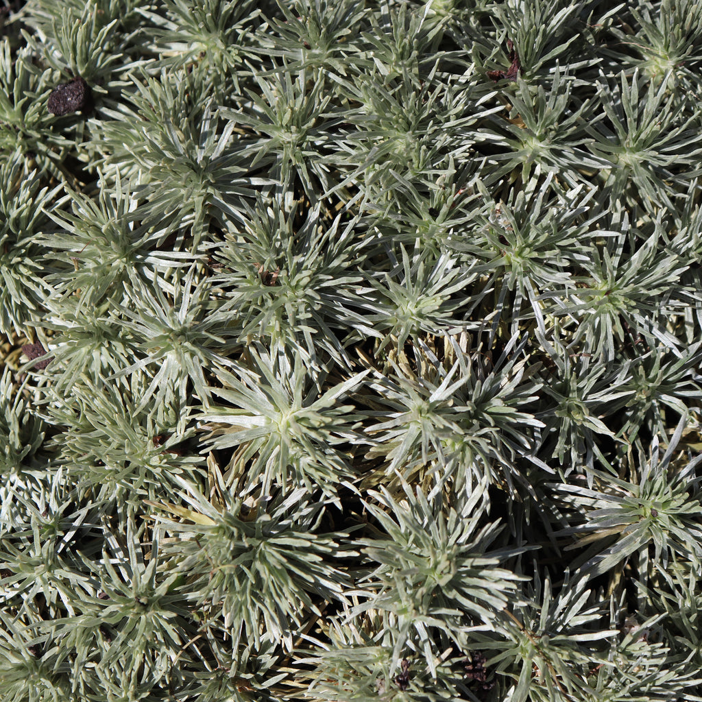 Celmisia sessiliflora Image
