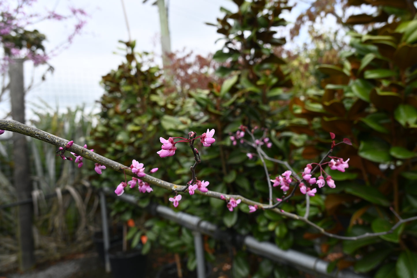 Cercis Forest Pansy 2